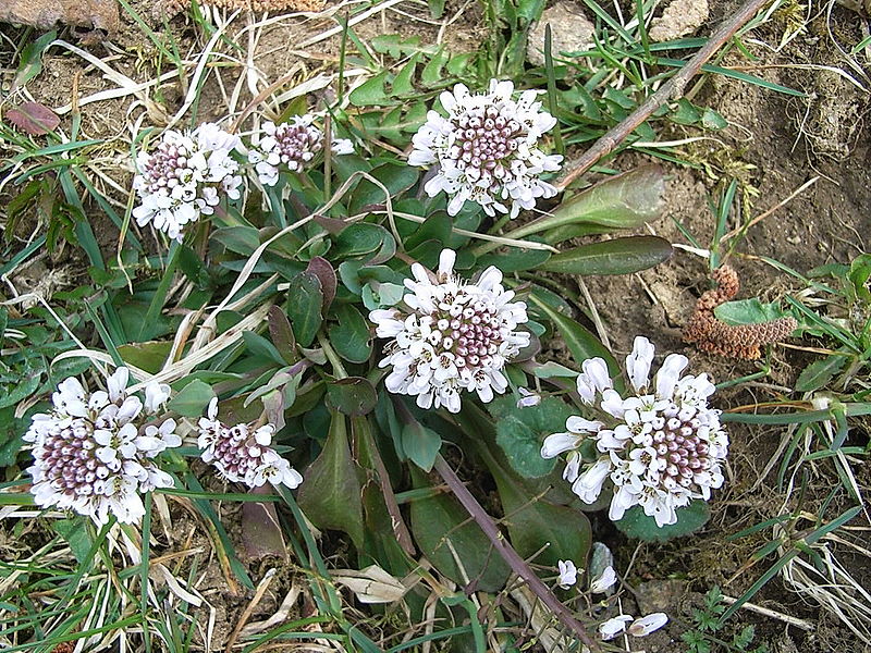 Noccaea caerulescens (Tabouret des bois)